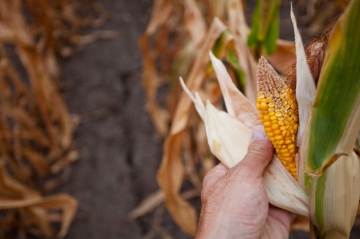Drought Corn