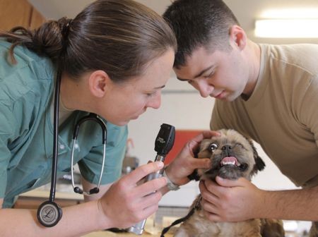 veterinarian veterinarian