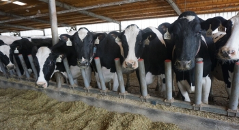 Dairy Cows Dairy Cows