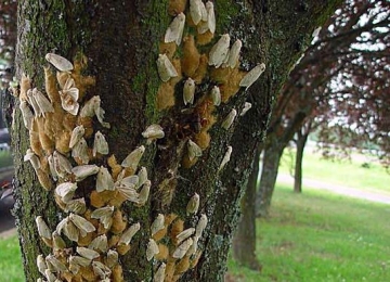 Gypsy Moth females and egg cases Gypsy moth females and egg cases