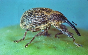 F. Benci, Boll Weevil Research Laboratory, Bugwood.org