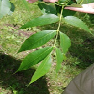 AgBusEableaves