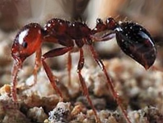 AgBusIFA