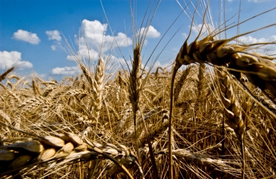 Wheat Field Wheat Field