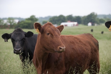 5/18/10 Gourmet Pasture Beef, LLC/ TAEP Grain Bins, 5/18/10 Gourmet Pasture Beef, LLC/ TAEP Grain Bins,