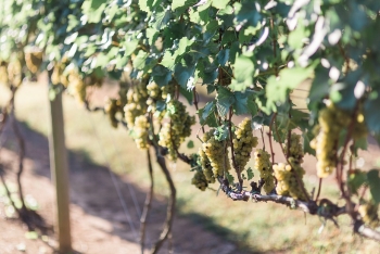 Grapes