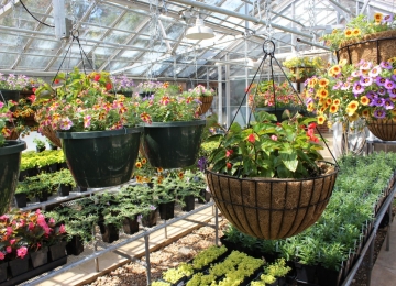 Field of flowers at nursery