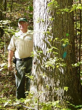 Timber marking