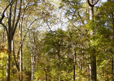 AgForMaturehardwood