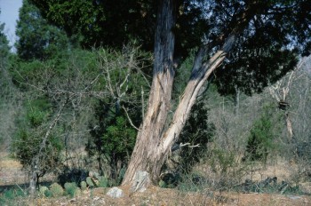 AgCedarsoflebanon