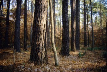 AgNatcheztrace