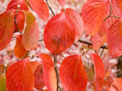 Dogwood Leaves