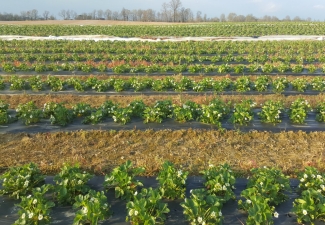 strawberry_field