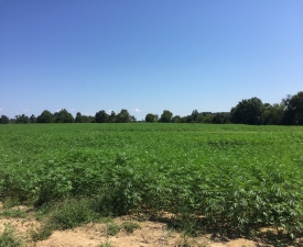 Hemp_Field Hemp_Field