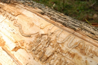 EAB Impact EAB Impact