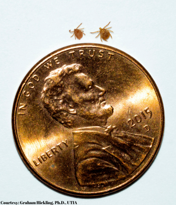 Asian_Longhorned_Tick2 Asian_Longhorned_Tick2