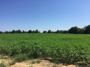 Hemp Field Hemp Field