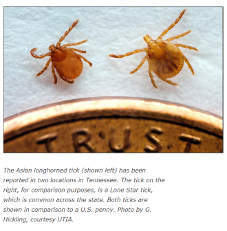 Asian longhorned tick and Lonestar tick Asian longhorned tick and Lonestar tick