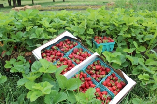 Pick Your Own Berries Pick Your Own Berries