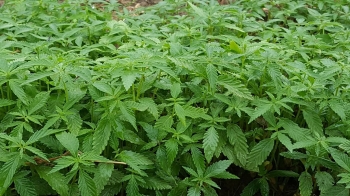 Hemp in Tennessee Hemp in Tennessee