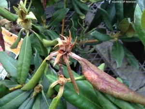 Foliar Blight (UT) Foliar Blight (UT)