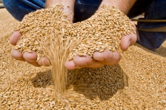 Tennessee Grain Tennessee Grain
