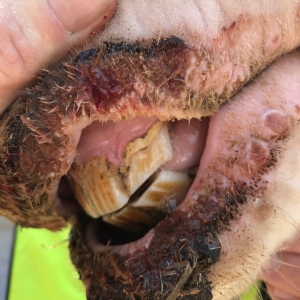 State Veterinarian Warns Livestock Owners of Virus Threat