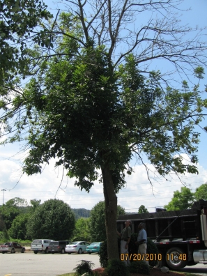 Ash Tree in Tennessee Infested with Emerald Ash Borer Ash Tree in Tennessee Infested with Emerald Ash Borer