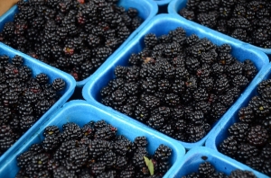 blackberries