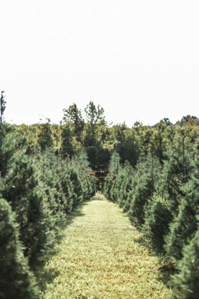 Pinewood Christmas Tree Farm Pinewood Christmas Tree Farm