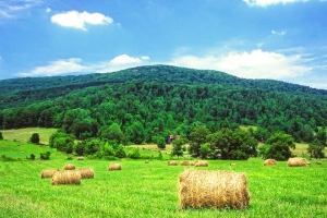 Tennessee Forest Legacy Program Project in Cumberland County