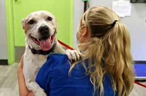 Pet Community Center in Nashville Pet Community Center in Nashville