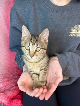 Animal Friendly Grants Available