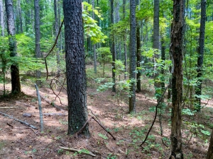 Pine Stand in Chickasaw State Forest in Tennessee Pine Stand in Chickasaw State Forest in Tennessee