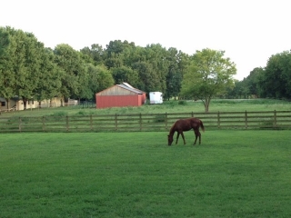 Horse in Field Horse in Field