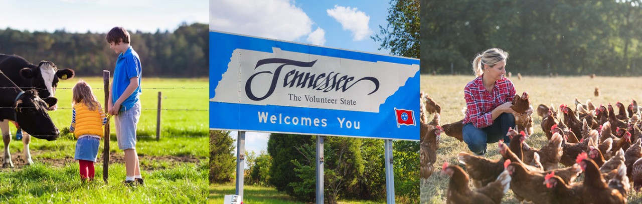 kids with cows, Tennessee highway sign, woman with chickens