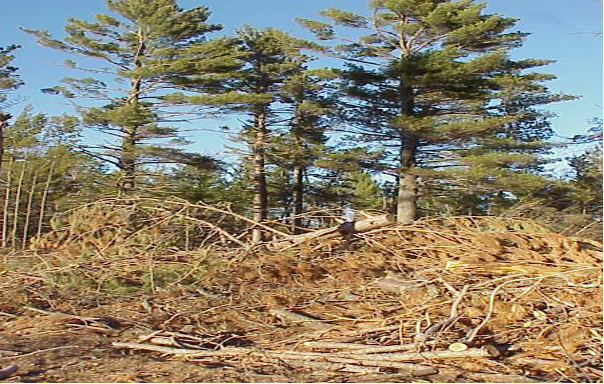 prescrived fire for slash removal