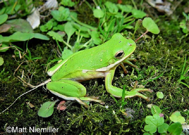 Green Tree Frog