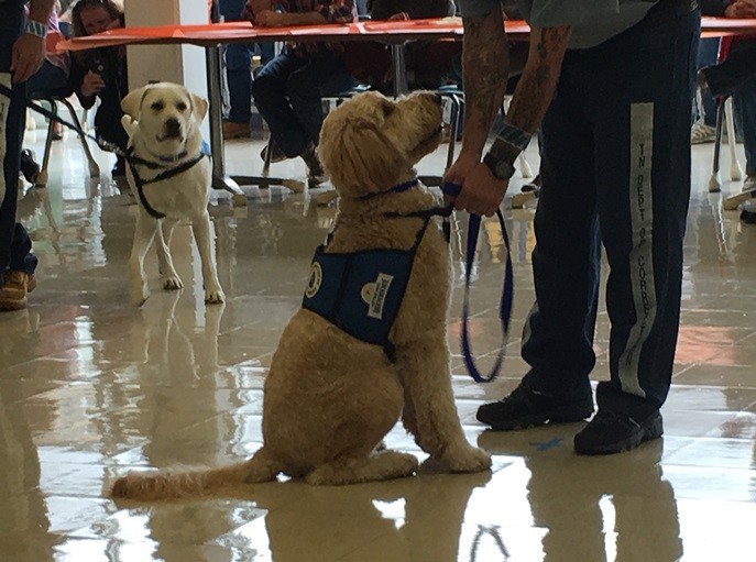 DogGraduation3 DogGraduation3