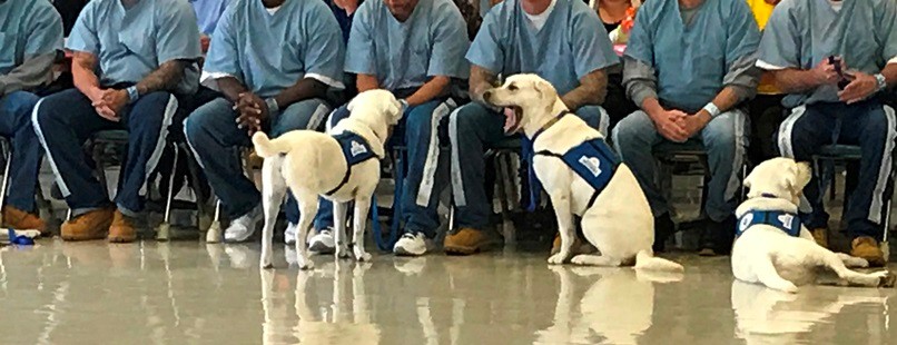 DogGraduation4 DogGraduation4