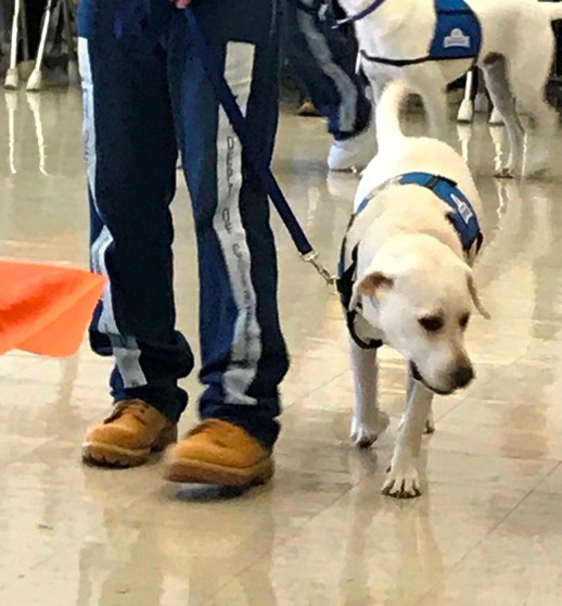 DogGraduation2 DogGraduation2