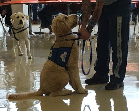 TCIXRetrievingIndependenceTan&WhiteDogs