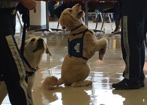 TCIXRetrievingIndependenceTanDog