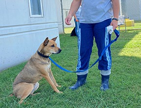 Photo:  dog with handler