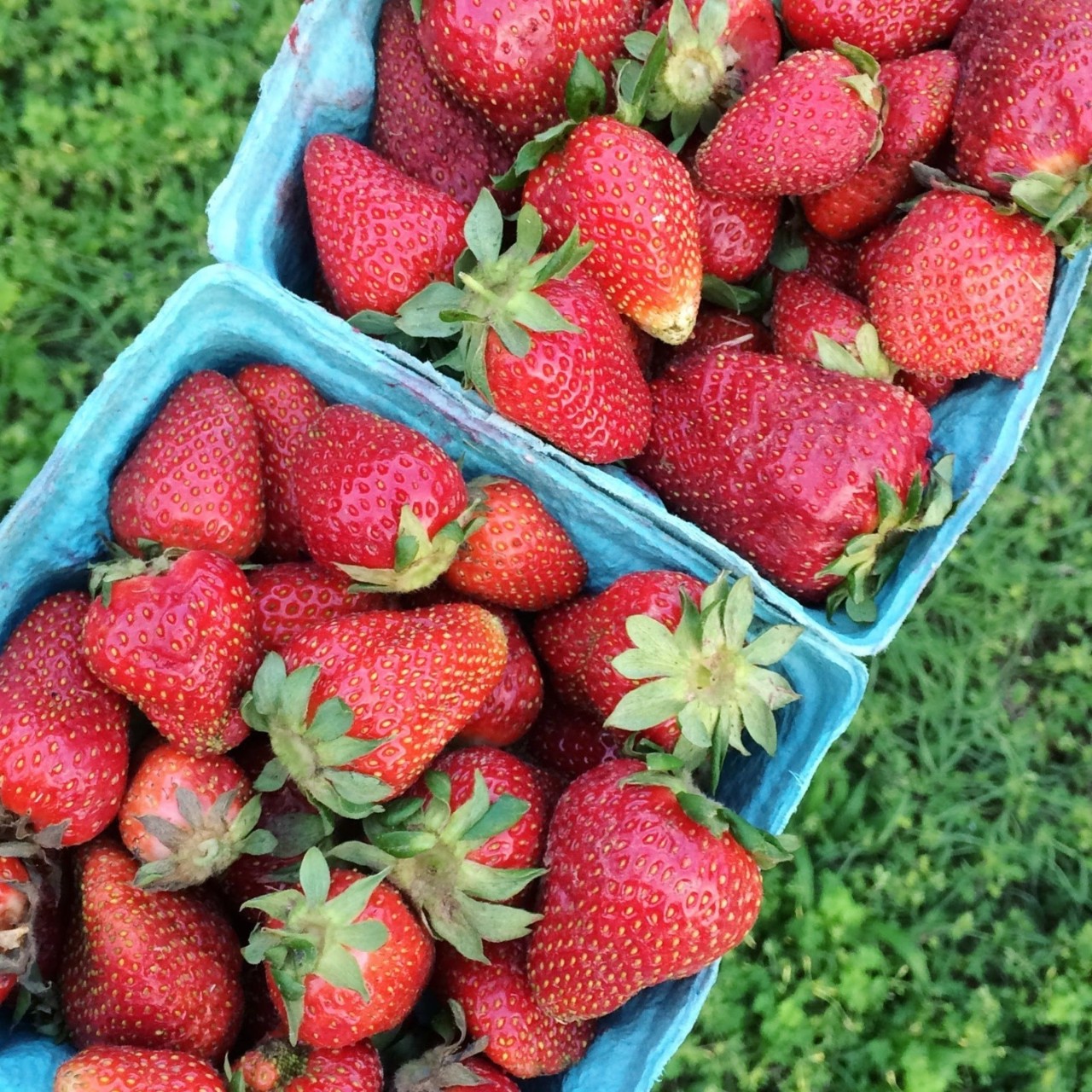 Strawberries