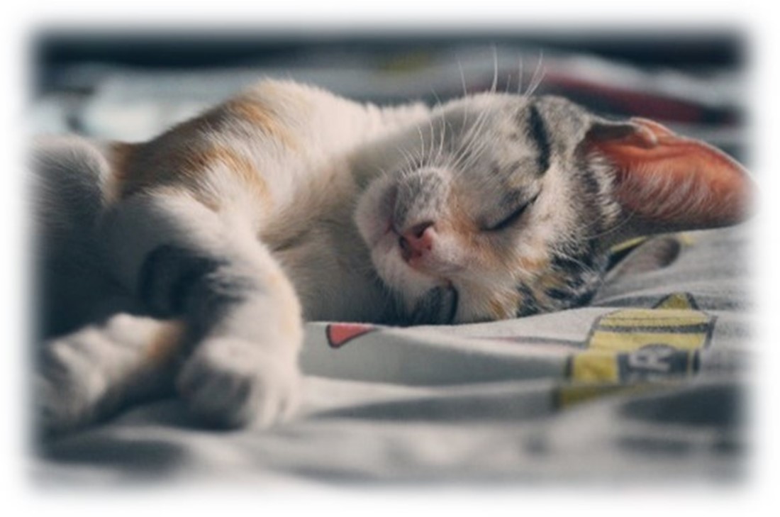 Warm kitty, soft kitty. Little ball of fur. Soft kitty, Warm kitty. Purr, purr, purr.