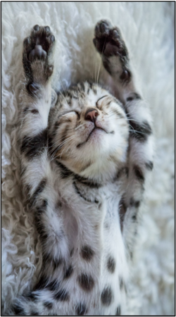 Yoga Stretch