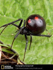 BlackWidow BlackWidow