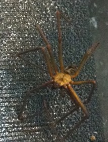 BrownRecluse BrownRecluse