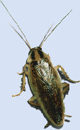 cockroach_113 cockroach_113